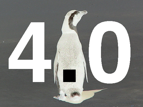 Penguin 4.0 das letzte Google Update